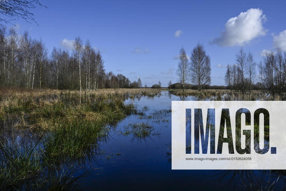 Niedersachsen, Worpswede: Die Wiesen im Naturschutzgebiet Breites Wasser sind im Frühjahr regelmäßig überflutet. Zwei Birken spiegeln sich in der Wasseroberfläche. Worpswede Niedersachsen Deutschland