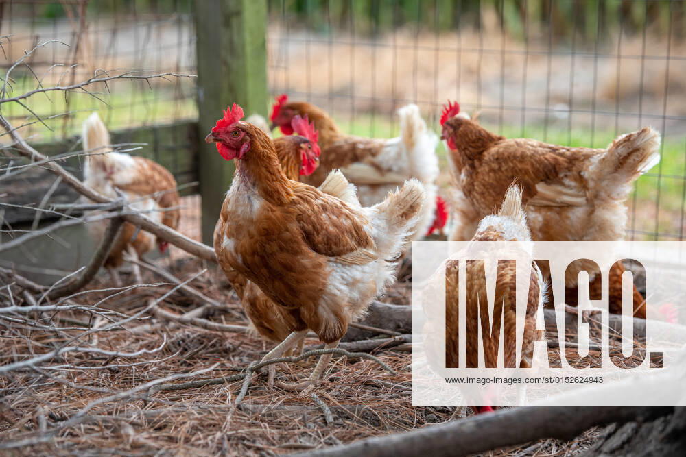 Chickens in a chicken run Cambridge Maryland USA