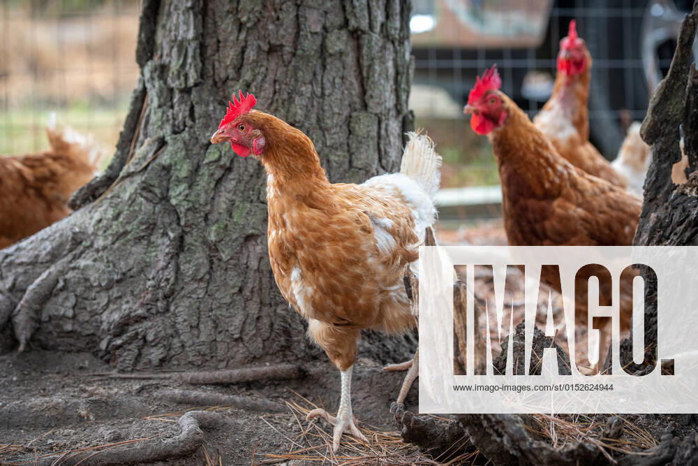 Chickens in a chicken run Cambridge Maryland USA