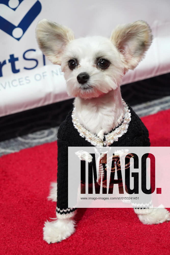 TINKERBELLE at the 2022 HeartShare Spring Gala,.The Ziegfeld Ballroom NYC.March 21, 2022. New York USA - ZUMAms4_ 20220321_zaf_ms4_013