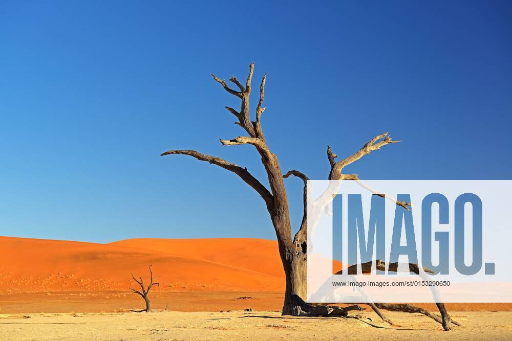 Kameldornakazie, Kameldornbaum (Acacia erioloba), abgestorbene Kameldornbaeume in der Wueste im letzten Abendlicht, Namibia, Namib Naukluft Nationalpark, Sossusvlei, Dead Vlei camel thorn, giraffe thorn (Acacia erioloba), dead camel thorn trees in the desert in the last evening light, Namibia, Namib Naukluft National Park, Sossusvlei, Dead Vlei BLWS664630
