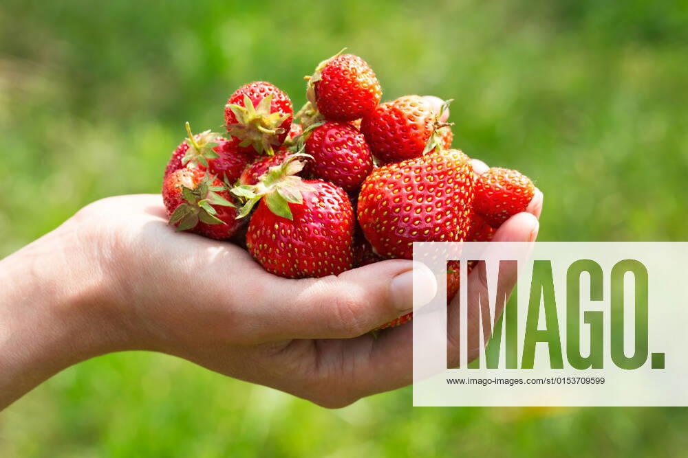 Handful of freshly ripe strawberries in a female hand on a blurred green background. Image with selective focus in natural light on a summer day, model released, , property released, , 22781714.jpg, fruit, green, fresh, strawberry, red, hand, organic, food, healthy, juicy, nature, ripe, summer, closeup, sweet, natural, berry, garden, agriculture, picking, harvest, handful, diet, vitamin, tasty, gourmet, farm, human, season, close-up, outdoor, background, nutrition, plant, berries, color, vegetarian, woman, outside, female, arm, mellow, selective focus