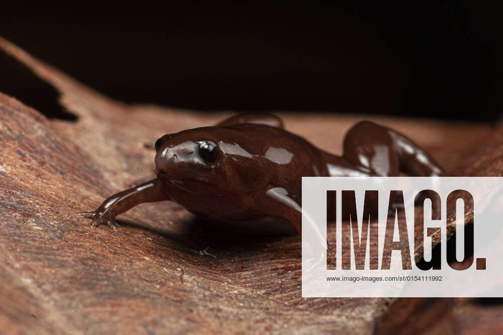 A bizarre new species of frog with a tapir-like nose for burrowing underground has been discovered in the Amazon rainforest thanks to its beeping calls. The new species, found at the lower Putumayo basin in Loreto, Peru, has a long, curved-down snout, much like the tapir, the herbivorous Amazonian mammal. Christened Synapturanus danta, it has dark brownish-red Chocolate-like skin, a blobby body and measures just 0.7 of an inch (1.79cm). It also has a chest and belly that s creamy yellow, with brown speckles toward the flanks , researchers report. Its body shape and general appearance, ideal for BILDER DES TAGES , seems to suggest it s adapted to the soft soil of the Amazonian peatlands. Researchers were only able to find it by trackin