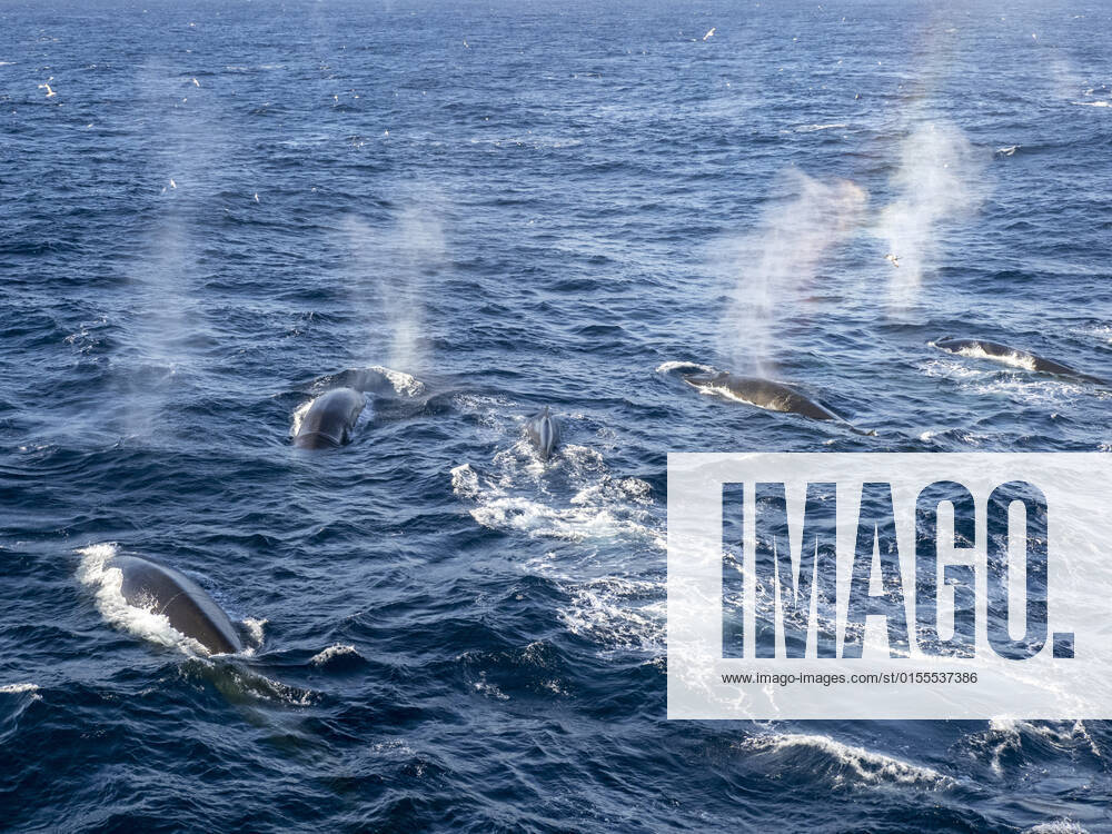 Adult fin whales (Balaenoptera physalus), feeding on krill near Coronation Island, South Orkney Islands, Antarctica, Polar Regions