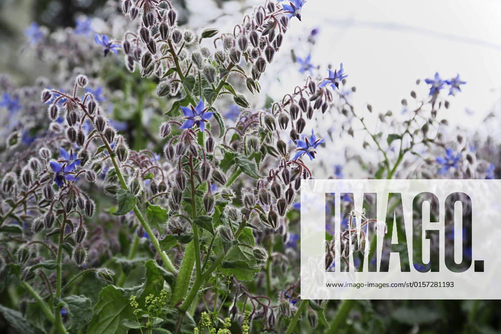 ITALY, Lazio, countryside, borage plant and flowers , 1202275.jpg, beautiful, beauty, bloom, blooming, blossom, blue, borage, borago, bristly, buds, close-up, closeup, color, colourful, countryside, decoration, detail, downy, drooping, edible, flora, flower, flowers, food, fresh, garden, grass, green, growth, hairy, healthy, herb, leaf, leaves, medicinal, medicine, mediterranean, nature, officinalis, organic, outdoor, plant, plants, purple, rural, season, seasonal, spring, summer, vegetation,