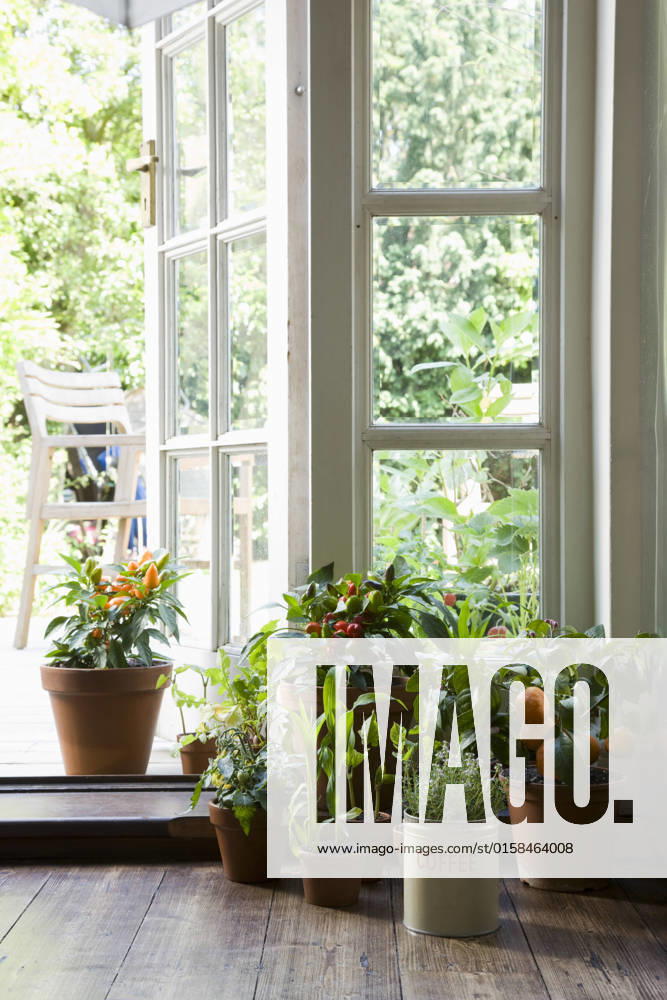 Potted plants in house , property released, , 10110484.jpg, Indoors,Floor,Summer,Nobody,Plant,Interior,Window,Group Of Objects,Glass,Door,Houseplant,Open Door,french window,windowpane,Container Gardening, UK