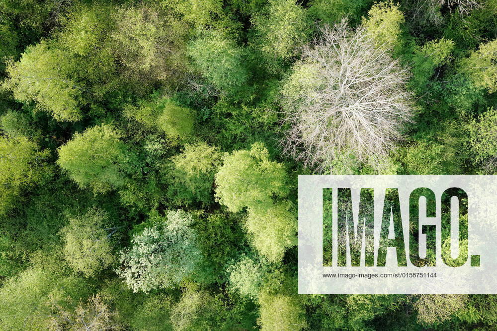Luftaufnahme. Ein wunderbarer Fruehlingstag im Siegerland. Der Wald zeigt sich bei Siegen in sattem gruen. Ein Baum zeigt sicht ohne Blaetter. Die Baumkronen ragen in den Himmel. Fruehling im Siegerland am 02.05.2022 in Siegen Deutschland.