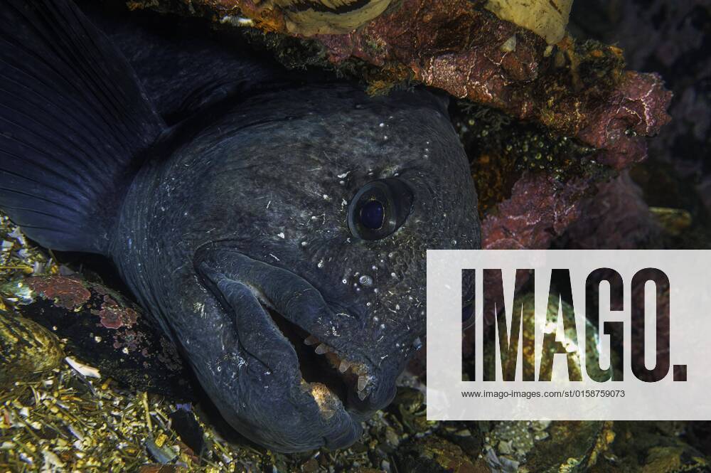 IMAGO Nature: Unsere Erde: Tierwelt: Hässliche Tiere Gestreifter Seewolf (Anarhichas lupus), rastet im Wrack, Nova Scotia, Atlantik, Kanada, Nordamerika