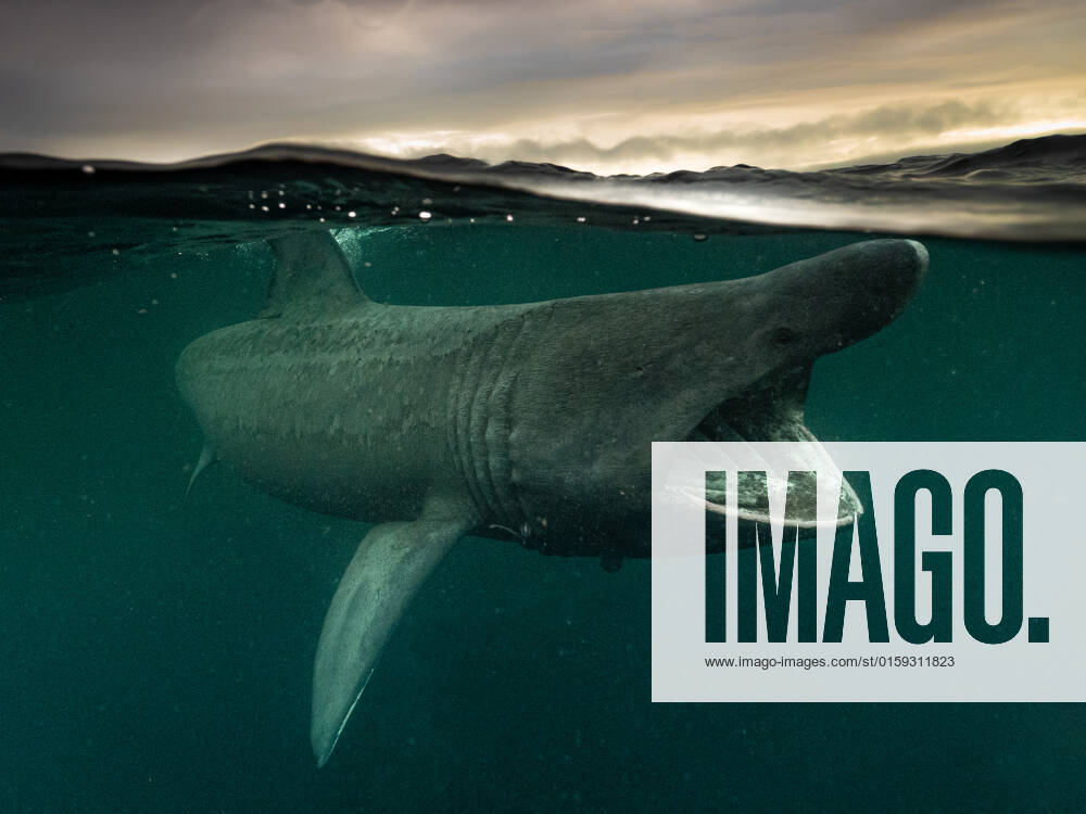 Split shot of a Basking Shark (Cetorinus Maximus) in Gunna Sound, Isle of Colll, Scotland. It s mouth is gaping as it feeds. Clouds are lit with the setting sun in the background. Scotland