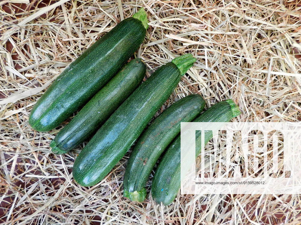 Zucchini , 26233536.jpg, italian, vegan, eating, produce, raw, courgette, ingredient, top view, overhead, food, market, autumn, fresh, veggies, pumpkin, garden, farmer, background, healthy, wooden, green, harvest, summer, agriculture, eco, supermarket, local, vegetables, seasonal, bio, zucchini, rustic, squash, wood, diet, organic, table, farm, vegetarian, fall, farming, above, basket,
