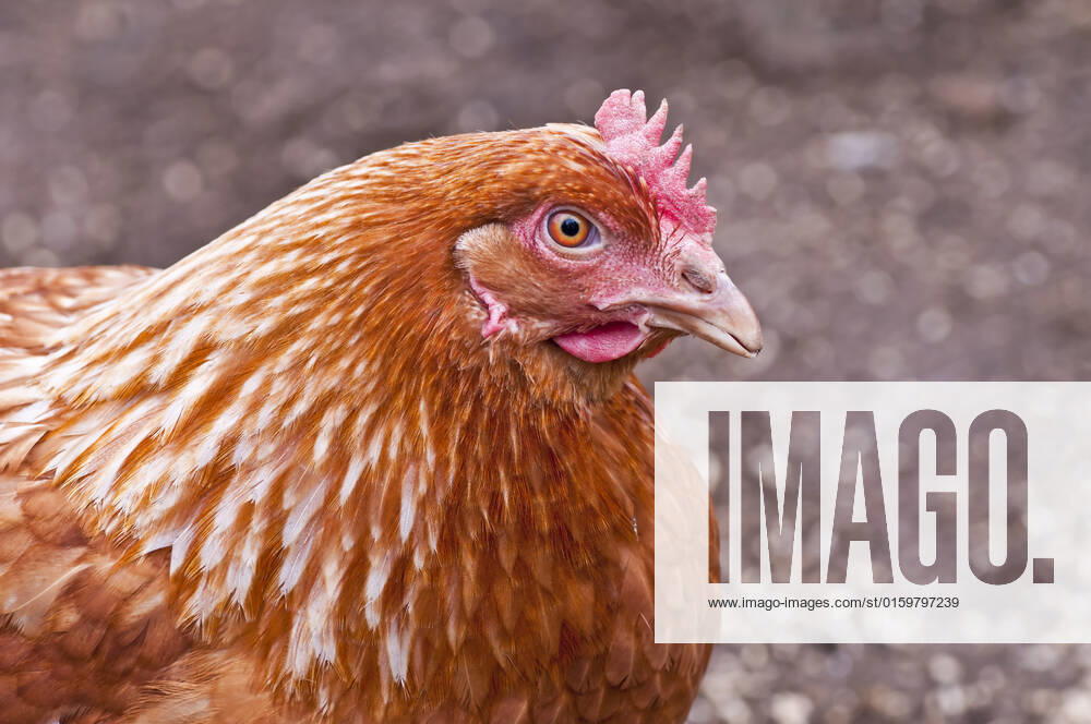Chicken , 34568536.jpg, chicken, bird, animal, crown, red, comb, crest, head, closeup, farm, breed, meat, lean, healthy, food, farmland