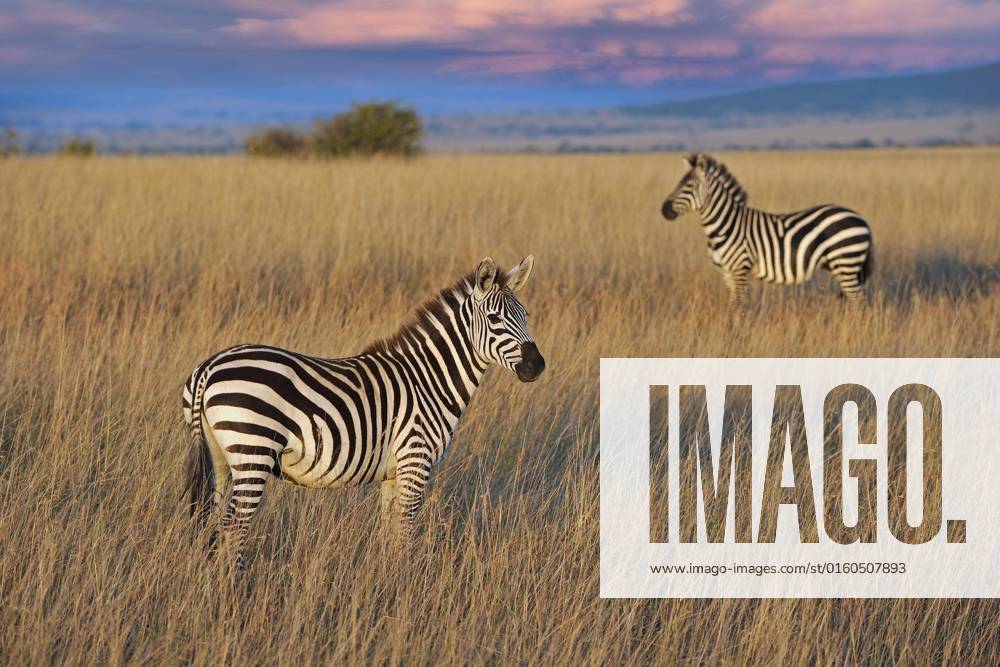 IMAGO Nature: Unsere Erde, Naturschutz, Naturschutzgebiete in Afrika Steppenzebra (Equus quagga boehmi), im Abendlicht, Masai Mara, Nationalpark, Kenia, Ostafrika, Afrika