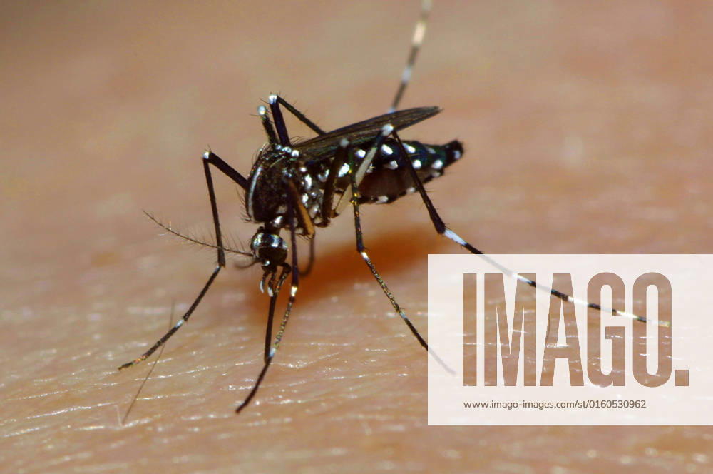 Asiatische Tigermuecke, Tropische Tigermuecke, Dengue-Muecke, Denguemuecke, Zika-Muecke, Zikamuecke (Stegomyia albopicta, Aedes albopictus, Cryptus albopictus, Culex albopictus), stechend, auf menschlicher Haut, Uebertraeger des Zika-Virus, Deutschland Tiger mosquito, Asian tiger mosquito, Forest mosquito (Stegomyia albopicta, Aedes albopictus, Cryptus albopictus, Culex albopictus), sticking, on human skin, carrier of Zika virus, Germany BLWS667810