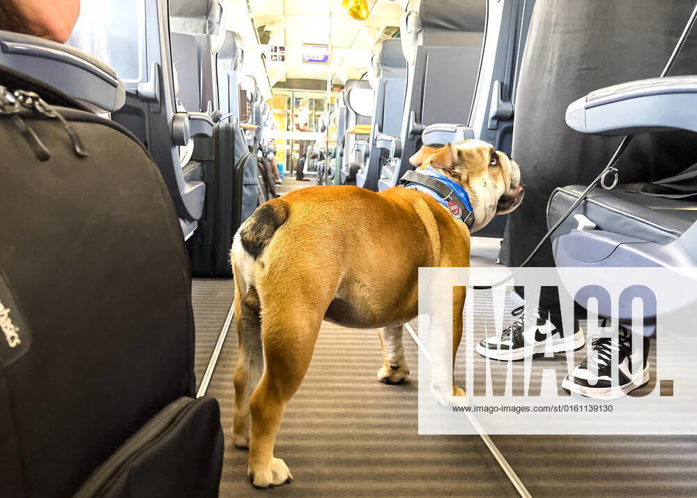Adi an American Bulldog in an ICE train of Deutsche Bahn on Juni 18, 2022 in Würzburg, Germany.