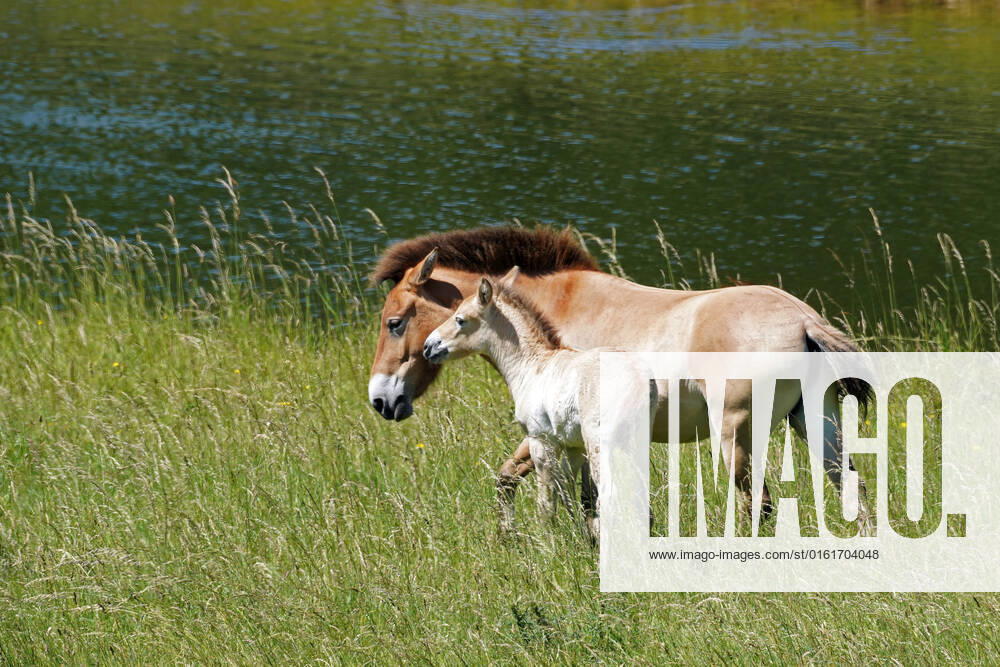 Marwell Zoo is celebrating the birth of a rare Przewalski?s foal. The horses were extinct in the wild from 1969 until 2008, so the birth is exciting for the Endangered species. The male foal was born to parents Nogger and Speranzer on May 28 and has been named Basil after the first male Przewalski?s horse ever to live at the zoo. Basil senior was born in 1963 and joined Marwell in 1970 prior to the zoo opening in 1972, before moving on to San Diego Zoo. The naming of the new foal is a nod to Marwell?s 50th anniversary, which the zoo is celebrating this year. Keepers report the new youngster is staying close to its mother and the females of the herd are being protective. The male foal will go on to be an important part of the Eur