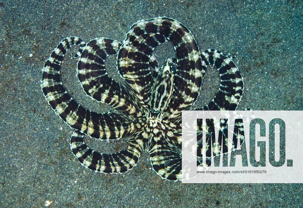 Erwachsener Mimik-Krake (Octopus sp.), Darstellung auf dem Meeresboden, Lembeh Island, Sulawesi, Indonesien, Asien
