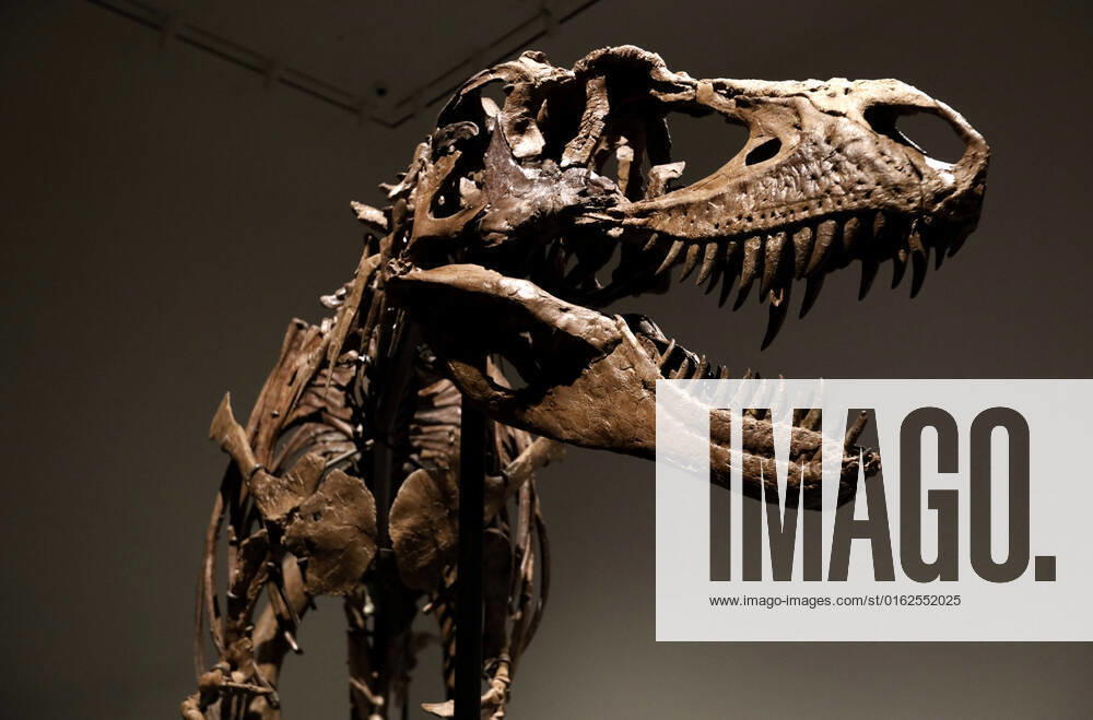 A dinosaur fossil of a Gorgosaurus Skeleton that will be auctioned on July 28 2022, at an estimated price of eight million dollars, is displayed at Sotheby s Auction house in New York City on July 8, 2022. NYP202207081034 PeterxFoley