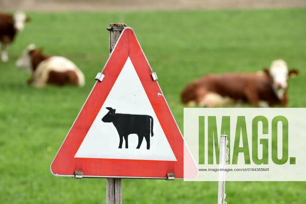 Kühe auf einer Weide - Cows in a pasture, Mehrere Kühe liegen auf einer Weide, davor das Verkehrsschild ?Viehtrieb, Tiere? - Several cows lie on a pasture, in front of it the traffic sign animals , Mehrere Kühe liegen auf einer Weide, davor das Verkehrsschild ?Viehtrieb, Tiere? - Several cows lie on a pasture, in front of it the traffic sign animals , 23.03.2020,