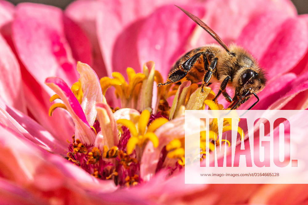 Eine Biene sucht nach Nektar in einer Zinnienbluete am 07.08.2022 in Erfurt. search: Symbolfoto Symbolbild Symbolphoto symbolisch Deutschland Landwirtschaft Pflanzen Pflanze Natur natürlich oekologisch Oekologie Pflanzen Tiere Tier Tierportraet Tierportrait Tierreich Tierwelt Nutztiere Insekten Insekt Zinnien Dahlien Dahlienbluete Blueten Bluete Bienen Biene Honiogbiene Honigbienen Bienenvolk Bienenvoelker Honigbienenvolk Honigbienenvoelker Nektar Pollen Nahrungssuche Honig sammeln Bienenvolk Bienenvoelker biologisch biologische vielfalt biosphaere biosphaeren biosphaerenreservat biosphaerenreservate Rettung Hautfluegler Bienenstock Arbeitsbiene arbeitsbienen Bestaeubung Bienenbestand Bienenbestaende Umweltveraenderungen natuerlicher