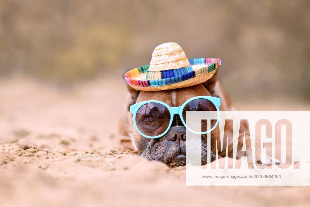 Französische Bulldogge mit Sonnenbrille und Strohhut am Sandstrand