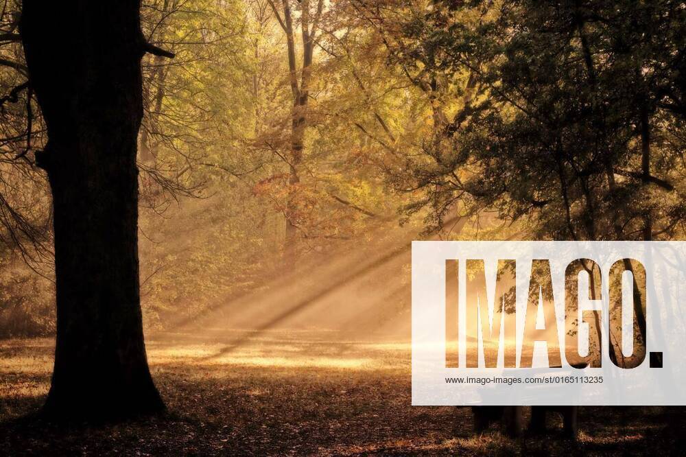 IMAGO Creative: Ende des Sommers golden rain, , 20.09.2020,