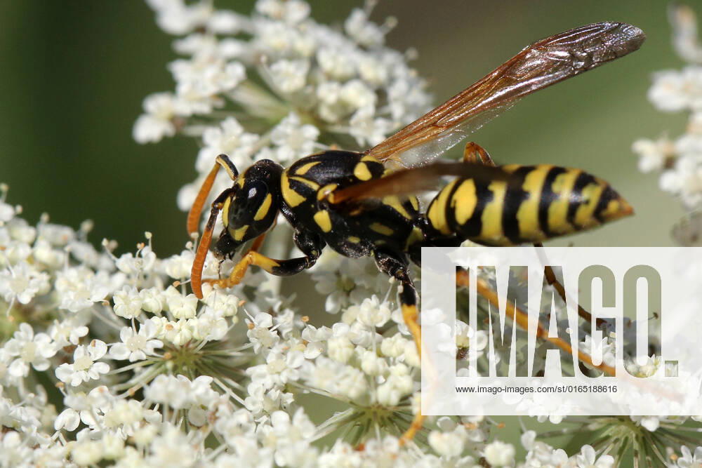 European Paper Wasp European paper wasp (Polistes dominula) on a Queen Anne s Lace (Daucus carota) flower in Markham, Ontario, Canada, on August 10, 2022. Markham Canada