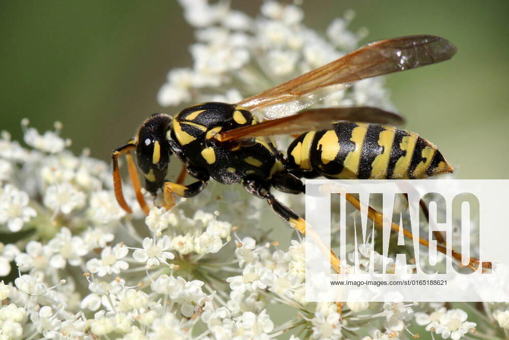 European Paper Wasp European paper wasp (Polistes dominula) on a Queen Anne s Lace (Daucus carota) flower in Markham, Ontario, Canada, on August 10, 2022. Markham Canada