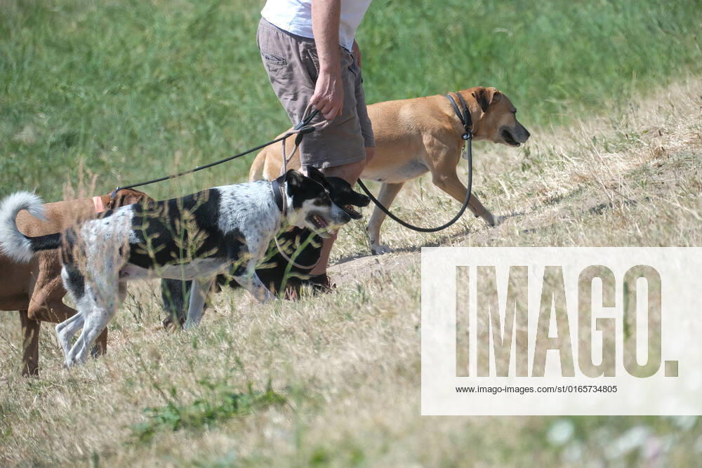 Düsseldorf 16.08.2022 Hunde gassi gehen Gassigehen lange Leine Hundeleine spazieren gehen Gassi-Gesetz Gassigesetz Hundehalter Tierschutz-Hundeverordnung Düsseldorf Nordrhein-Westfalen Deutschland
