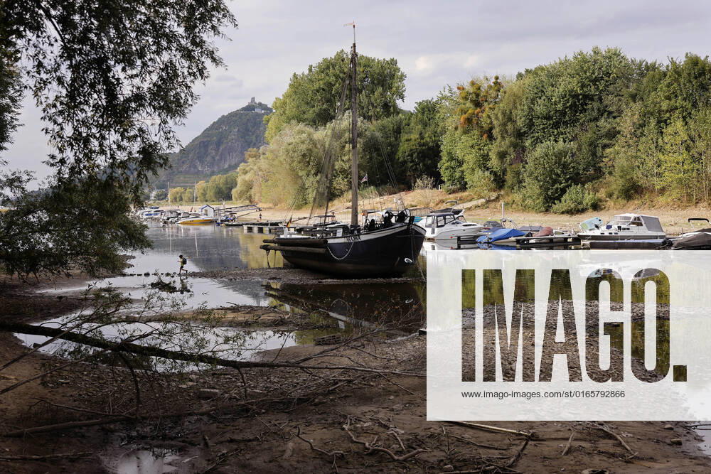 Der Rhein bei extremen Niedrigwasser: Bei Bad Honnef Rhöndorf, unterhalb des Drachenfels, liegt nicht nur das historische Rheinschiff Aalschokker Aranka im Altrheinarm an der Insel Grafenwerth auf Grund. Das Wasser in dem Seitenarm des Rhein ist so weit zurückgegangen, dass einige Boote, Kutter und Segelschiffe auf dem Trockenen liegen. (Themenbild, Symbolbild) Bonn, 16.08.2022 NRW Deutschland