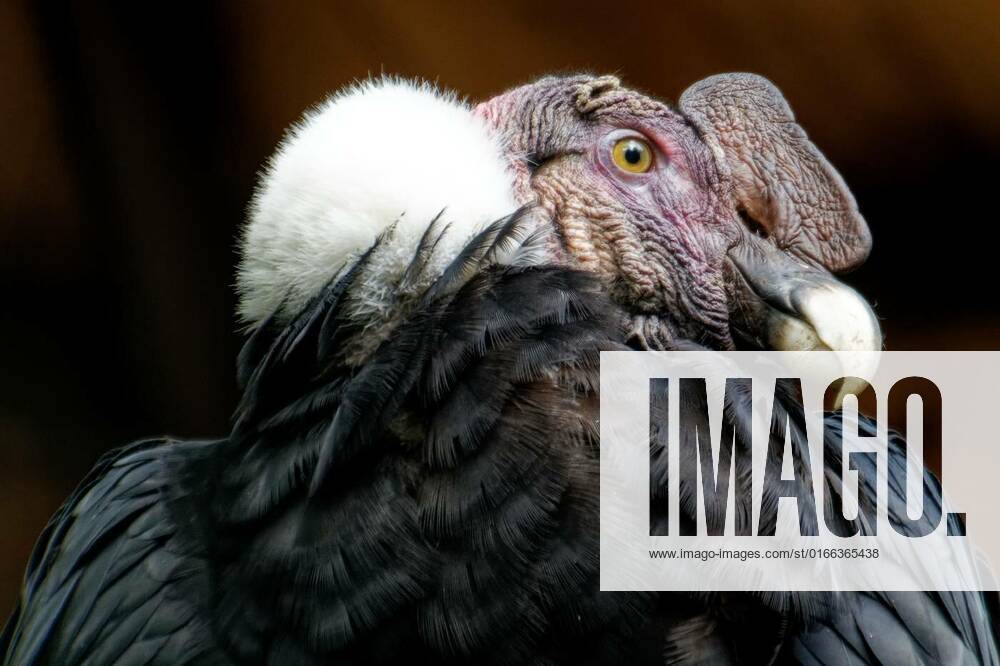 Andean condor, , , 02.01.2021,