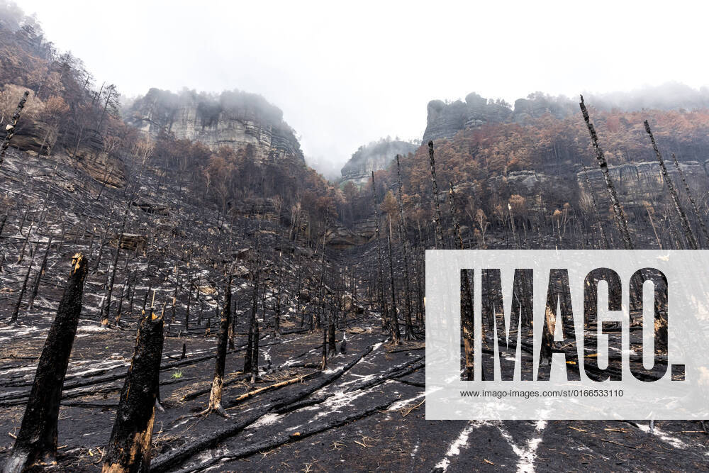 Charred trees in the burnt forests after a fire in the Ceske Svycarsko (Czech Switzerland) National Park, Czech Republic, August 23, 2022. (CTKxPhoto VojtechxHajek) CTKPhotoP2022082304877 HAJ 30