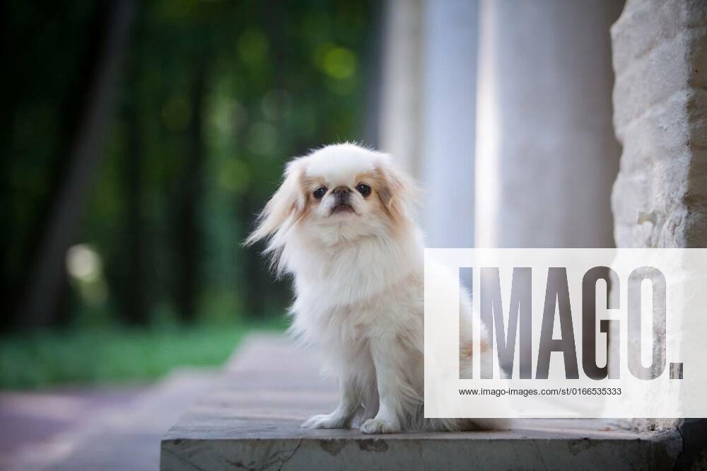 Fluffy white dog Japanese chin on the steps with columns, Romantic white and red-haired fluffy long-haired dog of the Japanese chin breed, sitting on the white stone steps of a historic building with columns in a park in the summer outdoors, 16.02.2021,