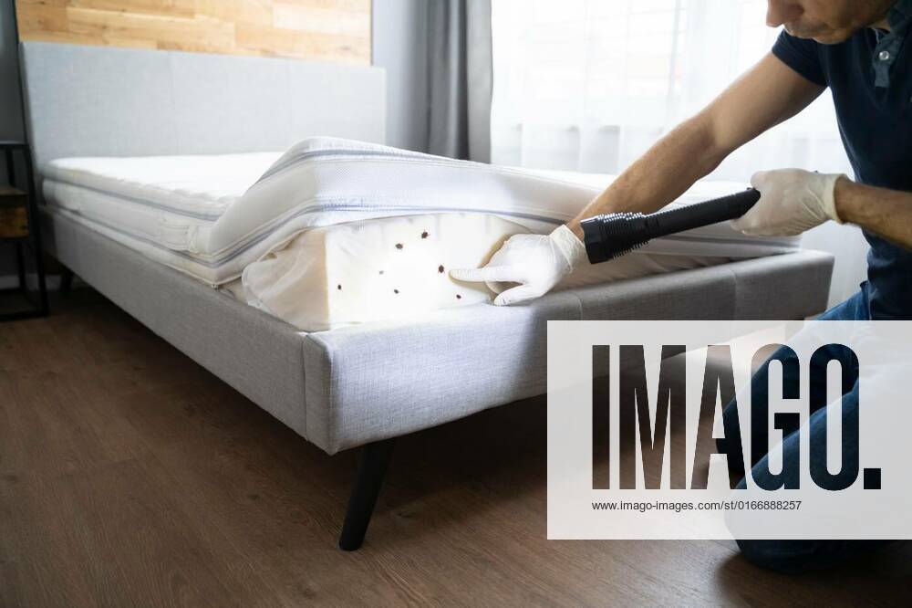 Bed Bug Infestation And Treatment Service, Bed Bug Infestation And Treatment Service. Bugs Extermination model released, Symbolfoto , 14.05.2021,