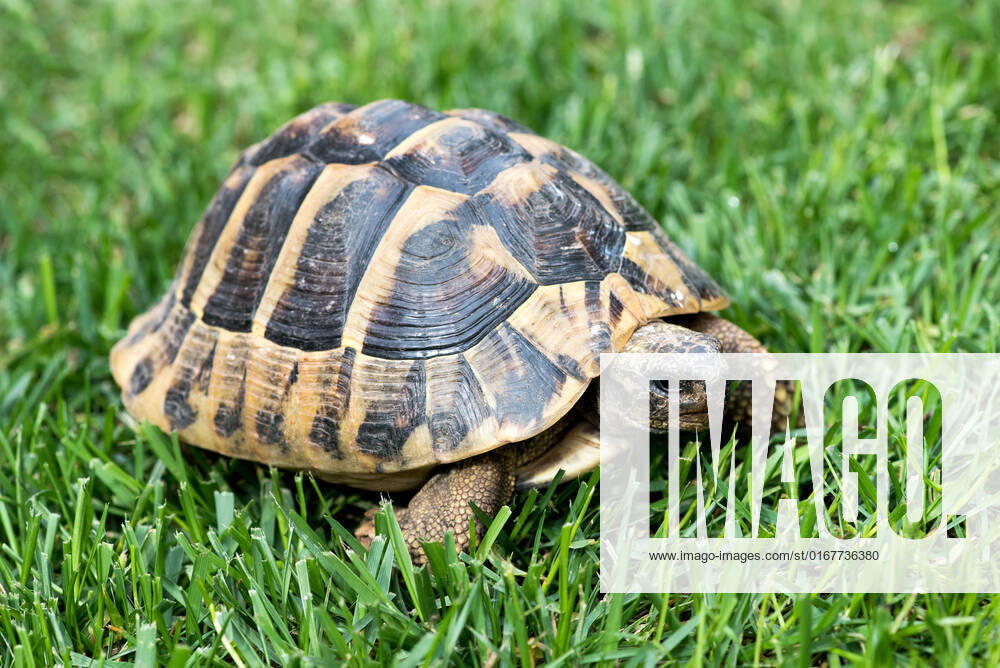 Landschildkröte,griechische landschildkröte,landschildkröten,schildkröte,schildkröten,testudinida,testudinidae,testudo hermanni hermanni