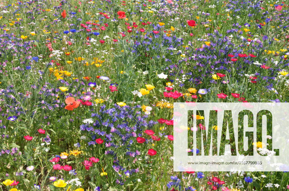 Blumenteppich,bienenweide,sommerblumen,blumenteppiche,blütenteppich,sommerblume