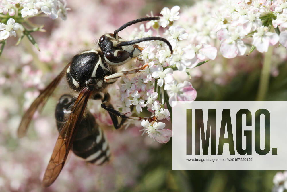 Bald-faced Hornet Bald-faced hornet (Dolichovespula maculata) on flower in Markham, Ontario, Canada, on August 27, 2022. Ontario Canada