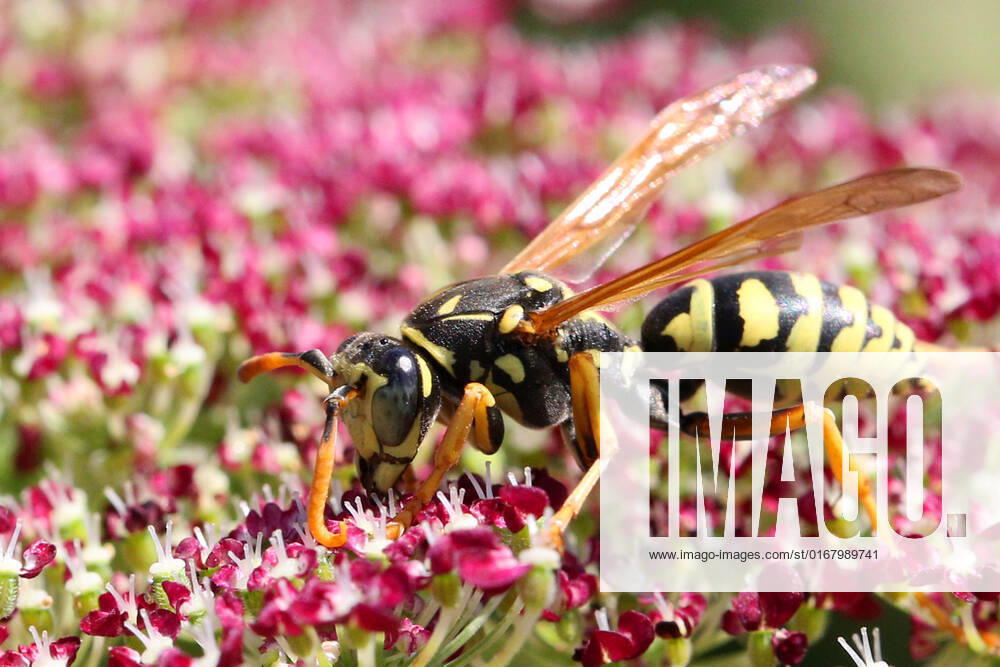 European Paper Wasp European paper wasp (Polistes dominula) on a Dara Ammi (False Queen Anne s Lace) flower in Markham, Ontario, Canada, on August 27, 2022. Markham Canada