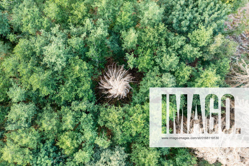 Waldsterben im Taunus Abgestorbene Fichten stehen im Taunus nahe der Polnischen Köpfe im Wald., Schmitten Hessen Deutschland