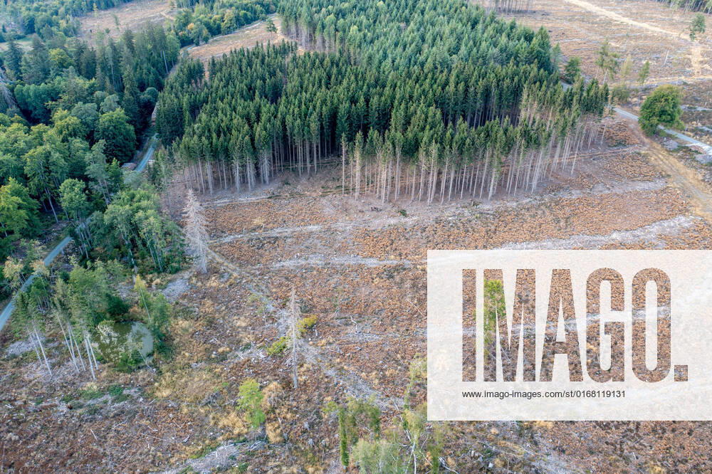 Waldsterben im Taunus Abgestorbene Fichten stehen im Taunus nahe der Polnischen Köpfe im Wald., Schmitten Hessen Deutschland