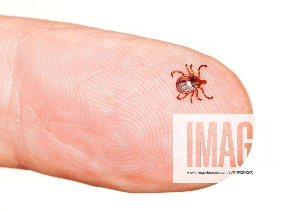 Close up of lone star or seed tick in macro on a male finger isolated on white , 5224458.jpg, Amblyomma americanum, Insect, bite, black, bloodsucker, bloodsucking, body, bug, close, close up, closeup, crawling, danger, dangerous, detail, disease carrier, enlarged, fauna, finger, horizontal, isolate, isolated, lime disease, little, lone, lone star, lyme, lyme disease, macro, mark, marking, minute, mite, parasite, pest, red, seed tick, skin, small, star, tick, ticks, tiny,