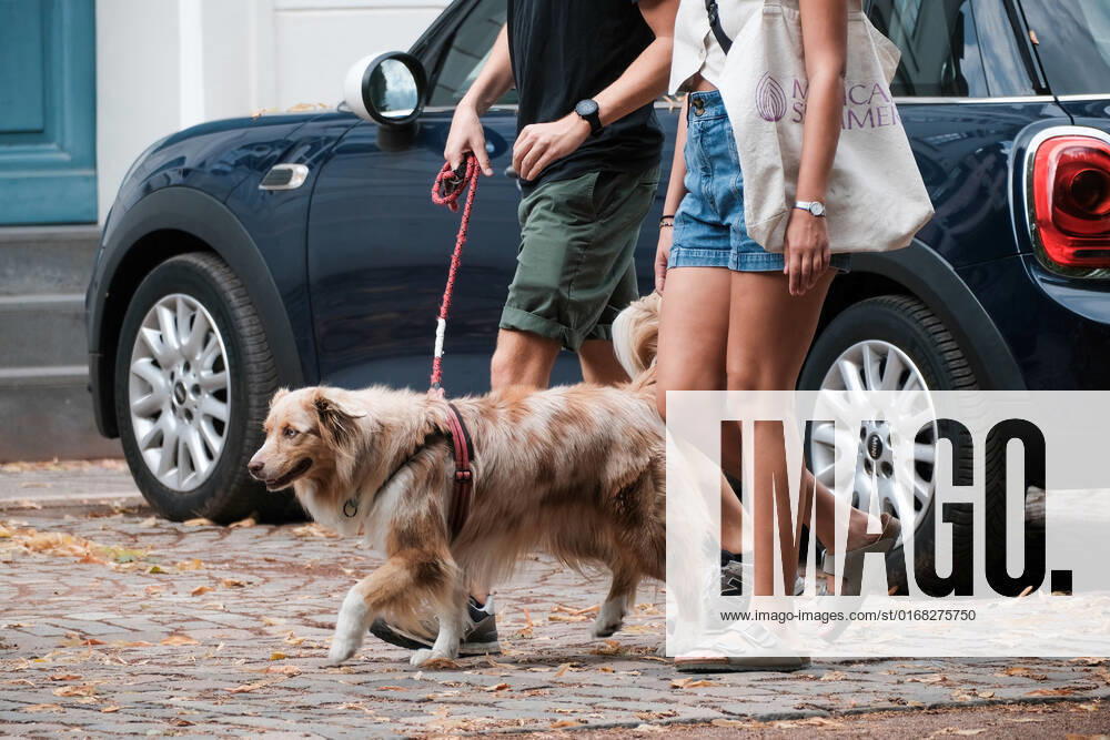 Düsseldorf 07.09.2022 Hund Hunde Gassi gehen gassigehen Spaziergänger spazieren Spaziergang Düsseldorf Nordrhein-Westfalen Deutschland