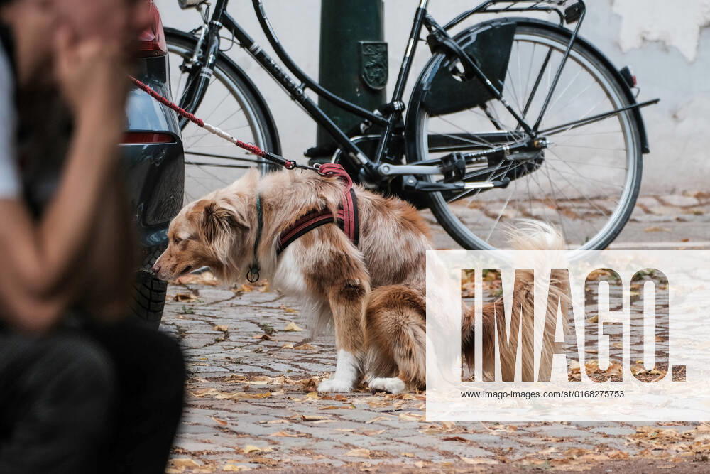 Düsseldorf 07.09.2022 Hund Hunde Gassi gehen gassigehen Spaziergänger spazieren Spaziergang Hundekot Hundekotbeutel Kotbeutel Düsseldorf Nordrhein-Westfalen Deutschland