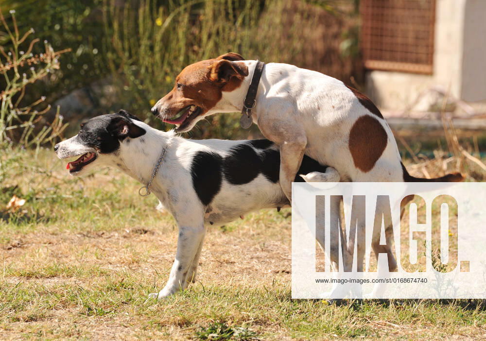 Two purebred jack russel terrier making love in a garden , 1048018.jpg, dog, sex, mating, jack russel terrier, animal, pet, love, purebred, pedigree, outdoor, two, dogs, canine, mating ritual, sexual activity, collar, cute,