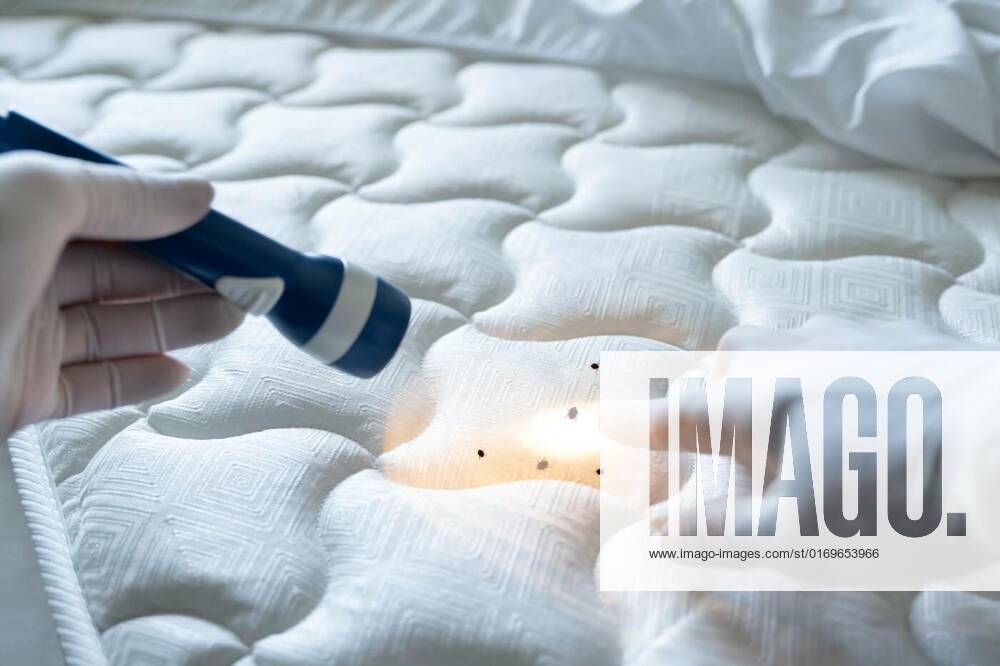 Bed Bug Infestation And Treatment Service, Bed Bug Infestation And Treatment Service. Bugs Extermination, Bed Bug Infestation And Treatment Service. Bugs Extermination, 19.08.2022,