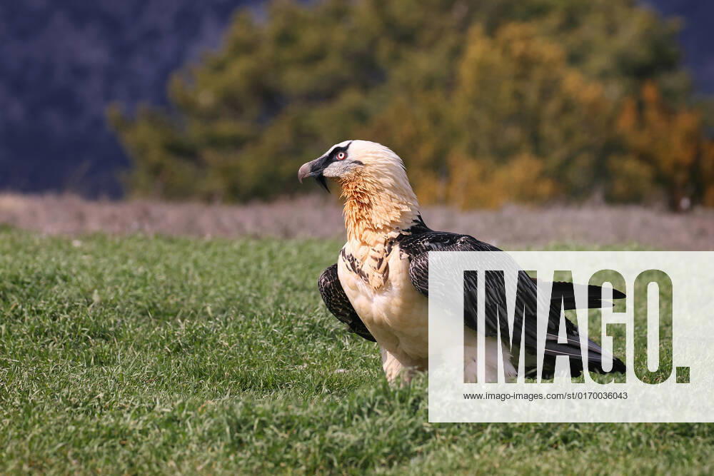 Bartgeier, Bart-Geier, Laemmergeier, Laemmer-Geier (Gypaetus barbatus), Altvogel steht auf einer Wiese, Spanien, Katalonien, Solsona Lammergeier, Bearded Vulture (Gypaetus barbatus), adult stands ion a meadow, Spain, Katalonia, Solsona BLWS673752