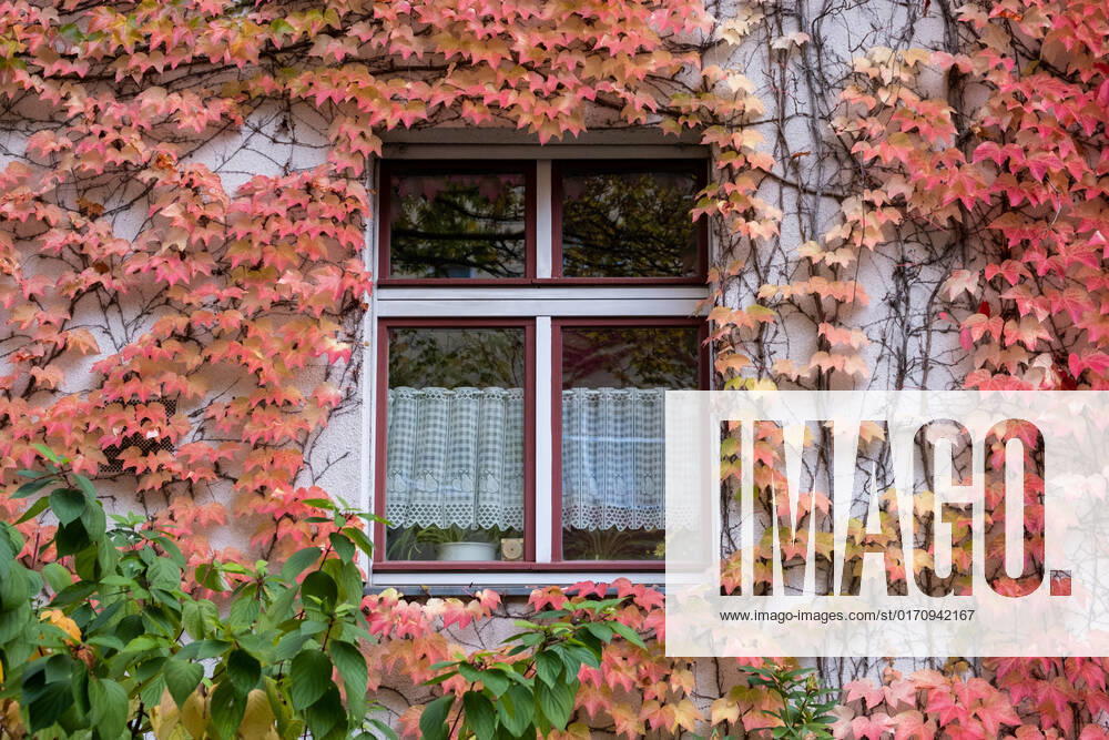 Herbstlaub an einer Hausfassade in der Gudvanger Straße in Berlin-Prenzlauer Berg. Autumn leaves on a house facade in Gudvanger Straße in Berlin-Prenzlauer Berg. Herbst in Berlin