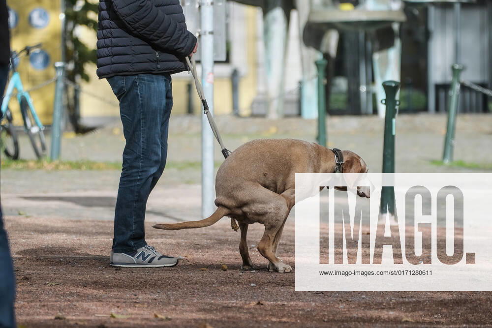 Düsseldorf 25.10.2022 Hund Hunde Gassi gehen gassigehen Spaziergänger spazieren Spaziergang Hundekot Hundekotbeutel Hundescheisse Hundehaufen Düsseldorf Nordrhein-Westfalen Deutschland
