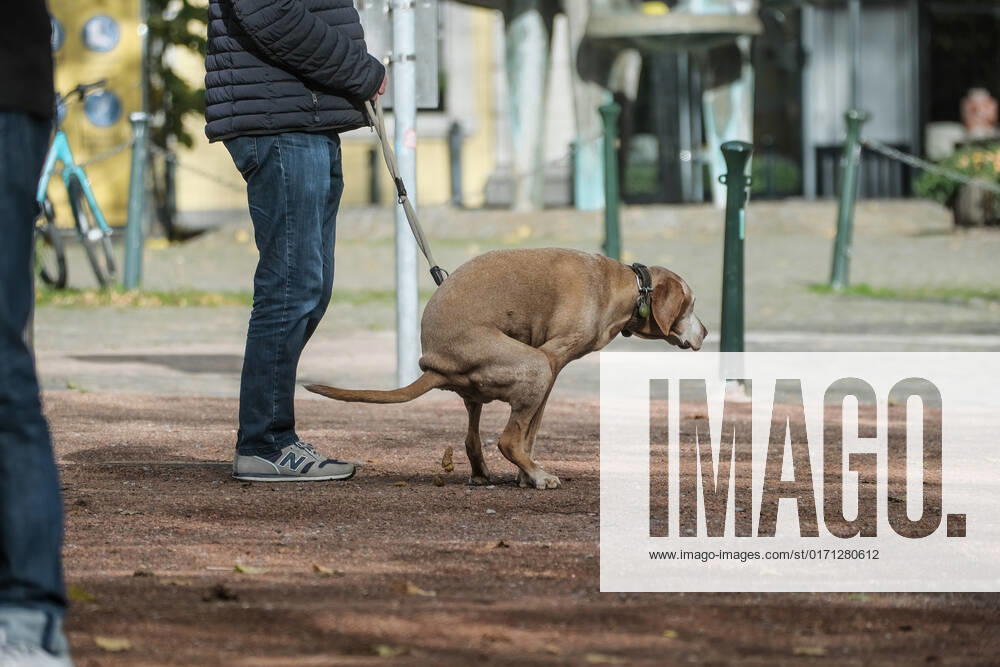 Düsseldorf 25.10.2022 Hund Hunde Gassi gehen gassigehen Spaziergänger spazieren Spaziergang Hundekot Hundekotbeutel Hundescheisse Hundehaufen Düsseldorf Nordrhein-Westfalen Deutschland