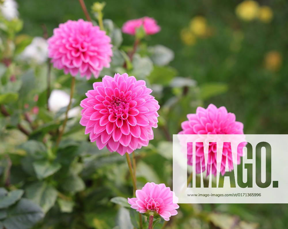 Deutschland, NRW, Blumenzucht, Pflanzen, Schnittblumen, Pinkfarbene Dahlien auf einem Feld, Dahlie NRW Deutschland