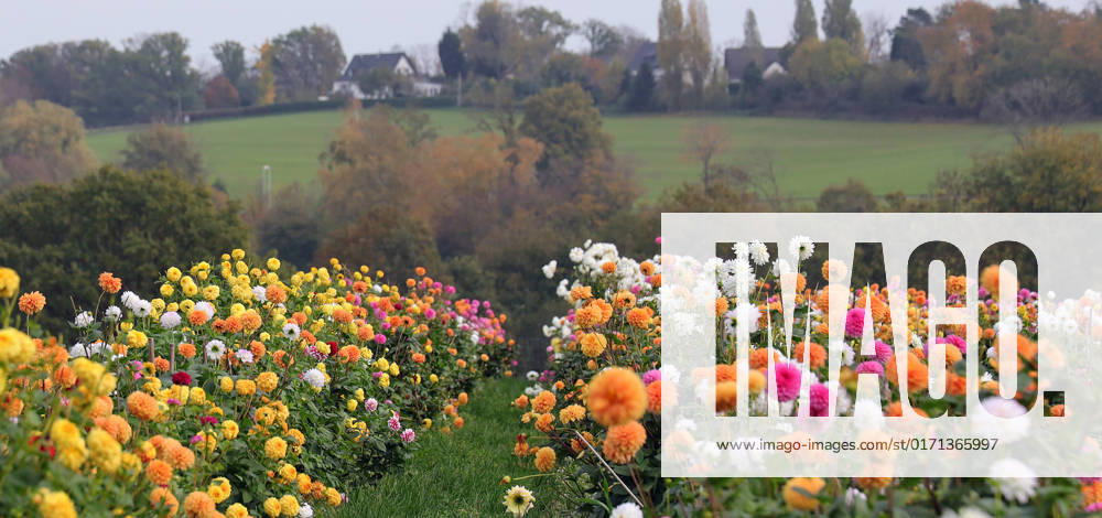 Deutschland, NRW, Blumenzucht, Pflanzen, Schnittblumen, Bunte Dahlien auf einem Feld, Dahlie NRW Deutschland